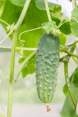 Cucumbers hanging on a branch ripen in the greenhouse