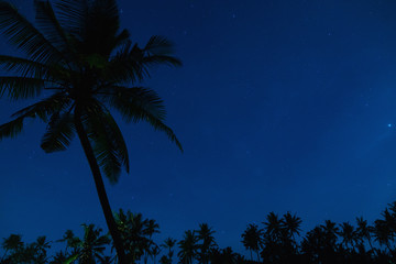 Scenic night sky with a lot of stars and palm tree