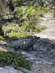 Lizard in Tulum, Mexico