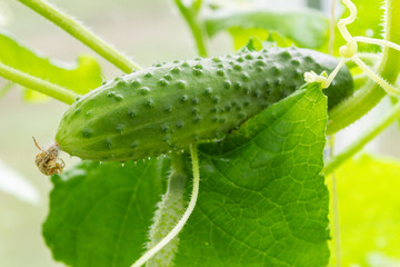 Cucumbers hanging on a branch ripen in the greenhouse