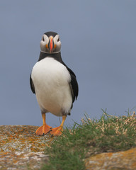 A closeup full body portrait of an Atlantic puffin looking directly into the lens at Elliston, Newfoundland