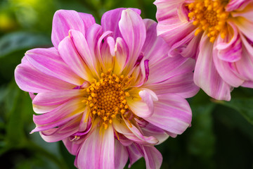 Traumhafte rosa Blume