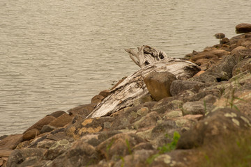 Driftwood on the rocky lakeshore of Howard Eaton reservoir