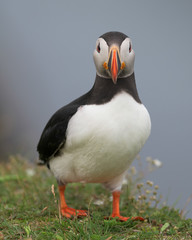 Closeup full body portrait of an Atlantic puffin looking directly into the lens in Elliston, Newfoundland