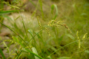 Isolated blooming wild flowers growing near the trail