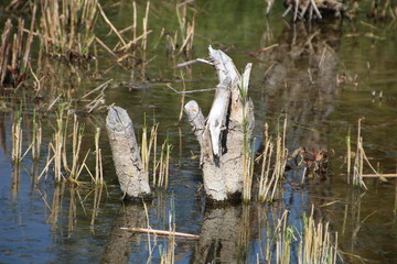 Handywork Of The Beavers, Elk Island National Park, Alberta