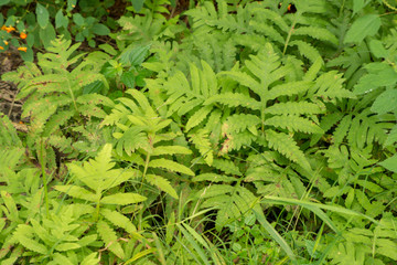 Isolated broadleaf ferns growing in the ditch along the trail at Howard Eaton reservoir
