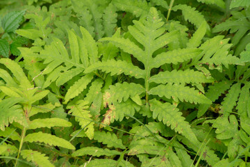 Isolated broadleaf ferns growing in the ditch along the trail