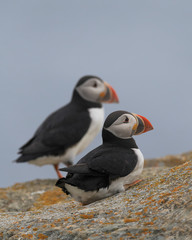 Two Atlantic puffins on a rock in Elliston, Newfoundland