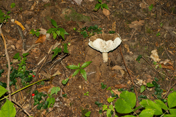 Isolated mushroom growing in subdued light in the forest