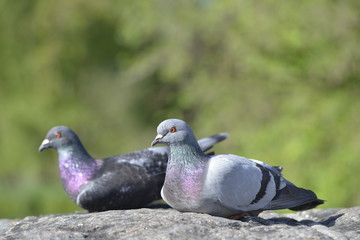 Gray pigeon close up