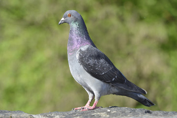 Gray pigeon close up