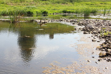 Stone dam - shallow water on a small river in the summer against the green banks