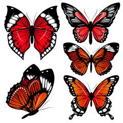 Fototapeta na wymiar beautiful red butterflies, isolated on a white
