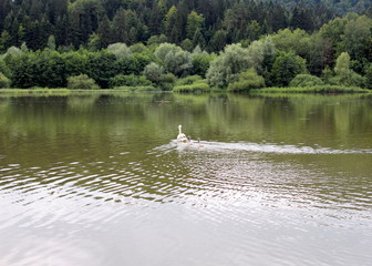 Mother swan and young swans in a lake surrounded by forest