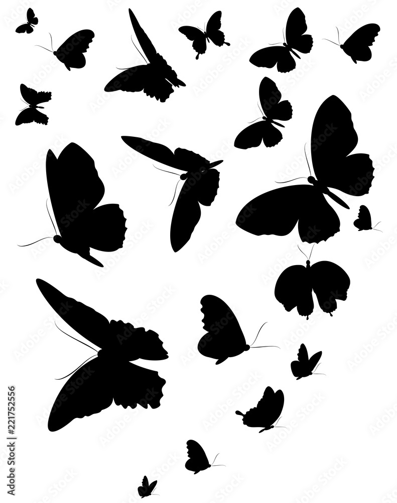 Wall mural black butterfly, isolated on a white