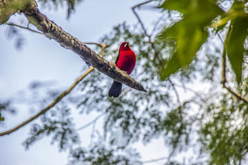 Brazilian birds outdoors