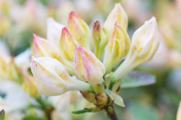 Rhododendron (azalea ) buds of purple color in the spring garden