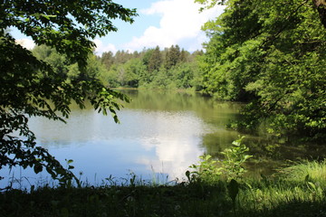  Lake surrounded by forest