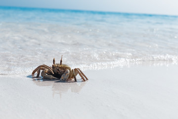 Ghost crab on white sandy beach