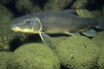 Fototapeta premium White Sucker underwater in the St. Lawrence River