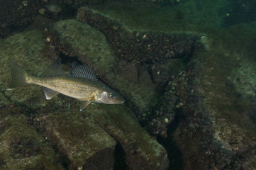 yellow walleye, walleye, fish, canada, st-lawrence river, stizostedion vitreum, fishes, fishing, freshwater, game fish, underwater, animal, nature, wildlife, water