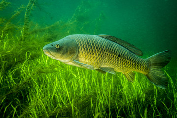 Fototapeta premium Common Carp underwater in the St. Lawrence River