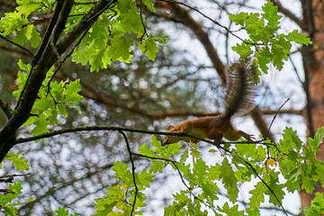 Squirrel on a tree with blurred background.