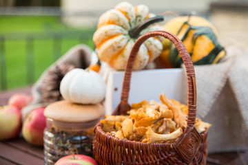A basket with autumn chanterelles -mchanterelles in september on the table with different decorations