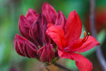Rhododendron (azalea ) flowers of various colors in the spring garden