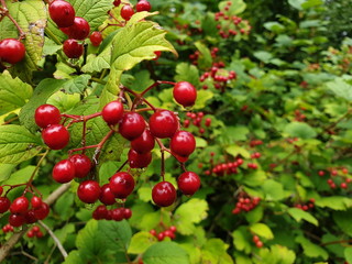 Red berries of guelder-rose (Common snowball) in late summer with raindrops after a rainy day in Switzerland, Europe.