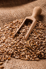 spelt seeds on the sack, dark rustic background