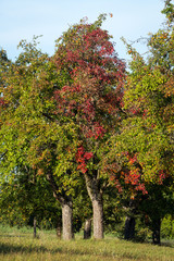 Fototapeta na wymiar Obstbäume auf der Streuobstwiese: Mostbirnen mit einsetzender Herbstverfärbung