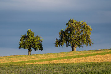 Streuobstb&auml;ume am Horizont mit Feldern im Vordergrund in der Abendsonne vor dunklen Wolken 