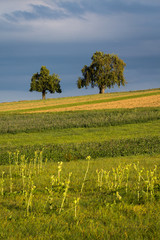 Streuobstb&auml;ume am Horizont mit Feldern im Vordergrund in der Abendsonne vor dunklen Wolken 