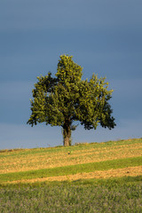 einzelner Obstbaum am Horizont mit Feldern im Vordergrund in der Abendsonne mit Wolken dahinter