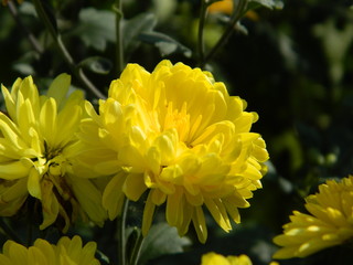 yellow flowers in the garden