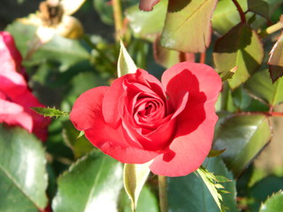 pink rose in the garden