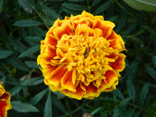orange flower