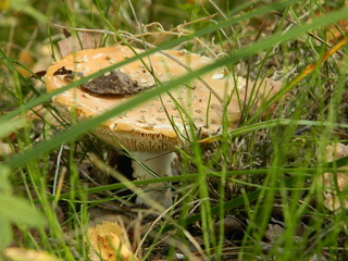 mushroom in grass
