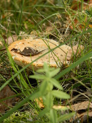 mushroom in the grass