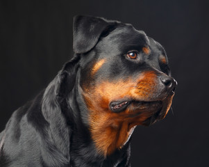 Obraz premium Rottweiler Dog Isolated on Black Background in studio