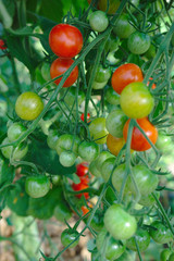 jardinage bio. tomates cerise, encore vertes