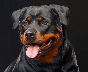 Rottweiler Dog  Isolated  on Black Background in studio