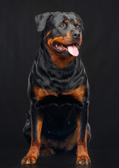 Rottweiler Dog  Isolated  on Black Background in studio