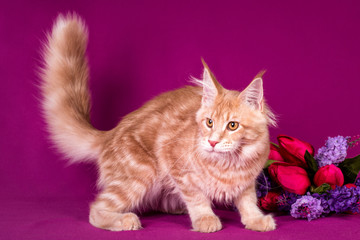 Pretty maine coon kitten and flowers on pink background.