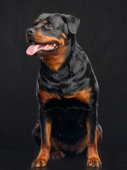 Rottweiler Dog  Isolated  on Black Background in studio