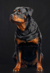 Fototapeta premium Rottweiler Dog Isolated on Black Background in studio
