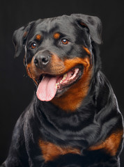 Rottweiler Dog  Isolated  on Black Background in studio