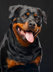 Rottweiler Dog  Isolated  on Black Background in studio